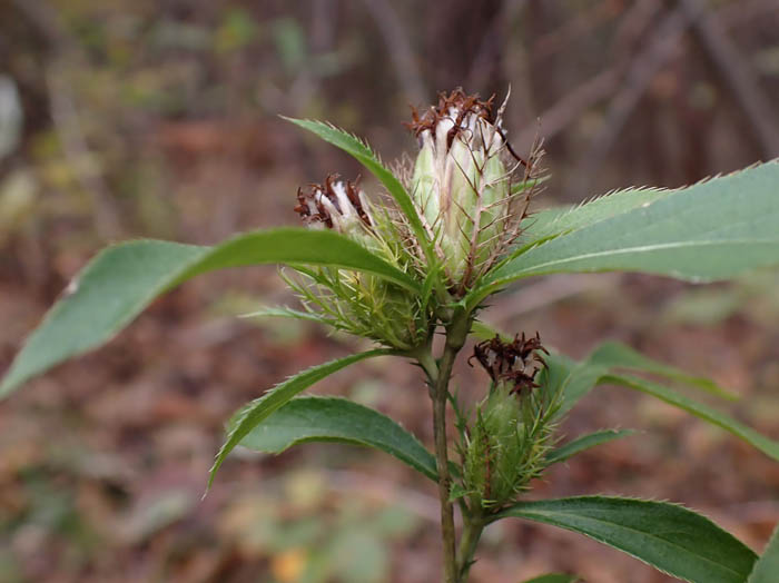 photoオケラ花の終わり
