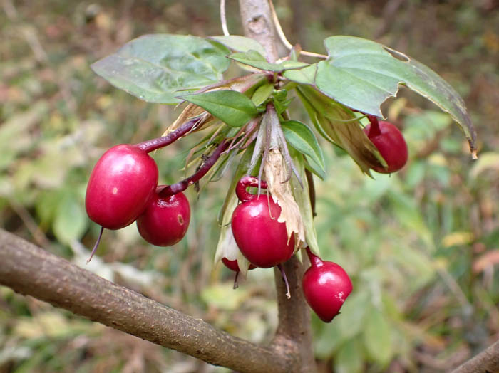 photo8光るツルリンドウの実