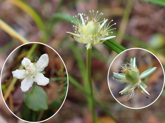 photoウメバチソウ