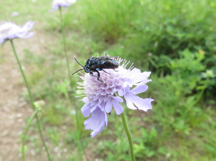 photo：羽を閉じたルリモンハナバチ・地附山