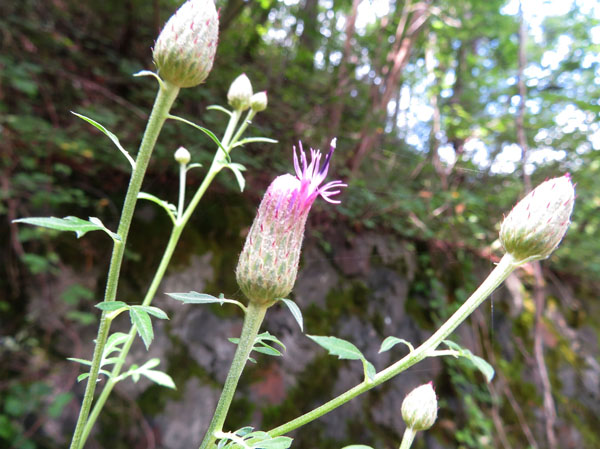 photo：咲き出したタムラソウ・地附山
