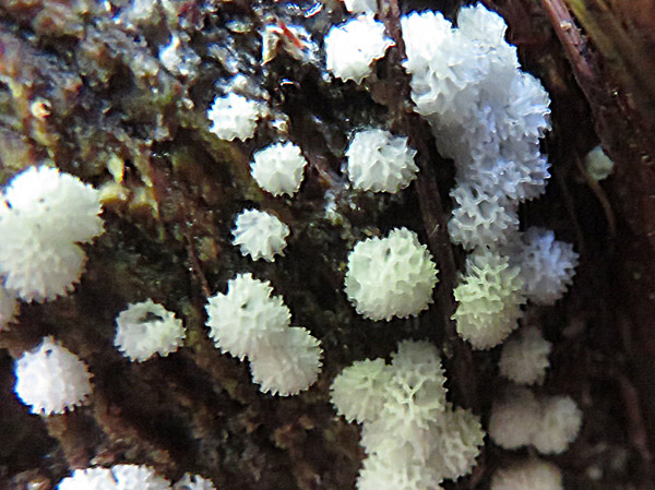 photo：粘菌　タマツノホコリ・地附山