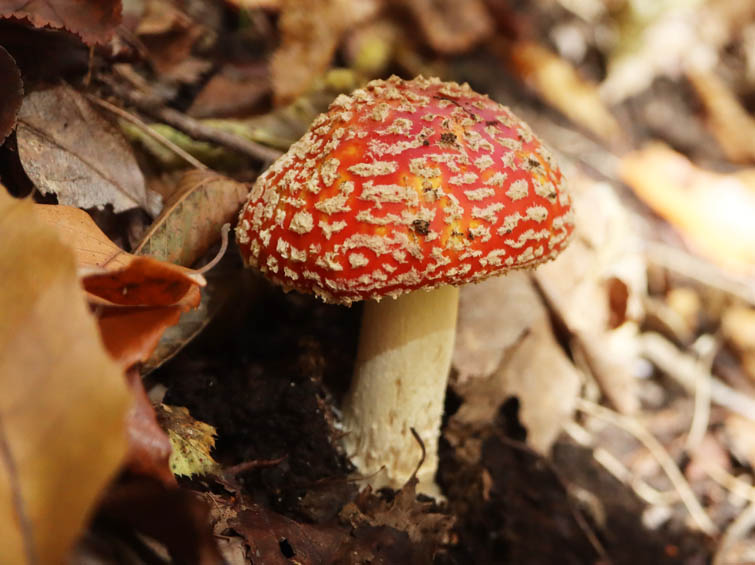 ベニテングタケ