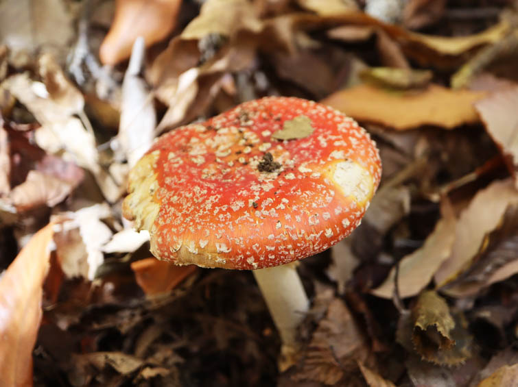 ベニテングタケ