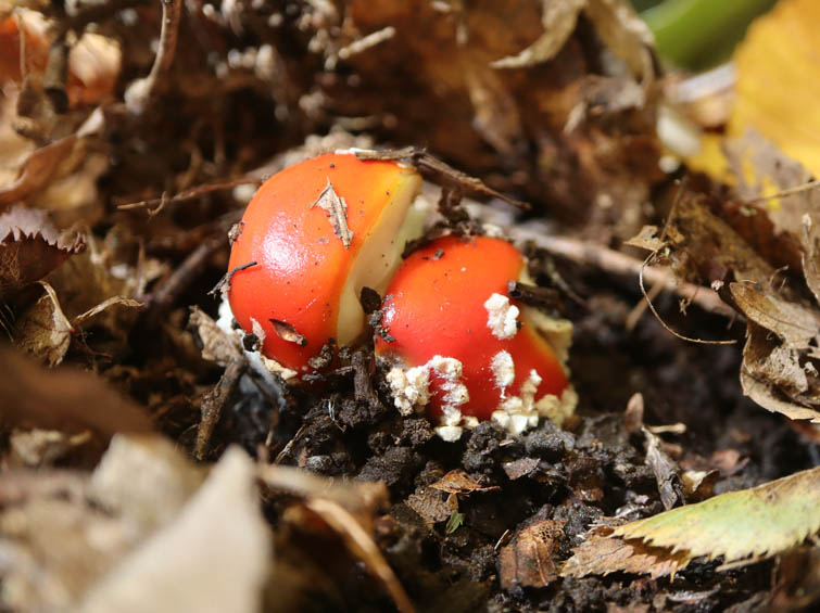 ベニテングタケ