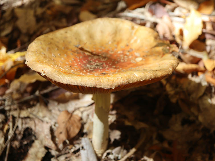 ベニテングタケ