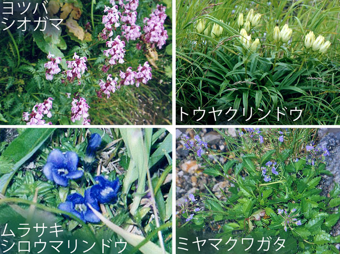 photo：山稜を彩る花々・ヨツバシオガマ,トウヤクリンドウ,ムラサキシロウマリンドウ,ミヤマクワガタ・白馬岳