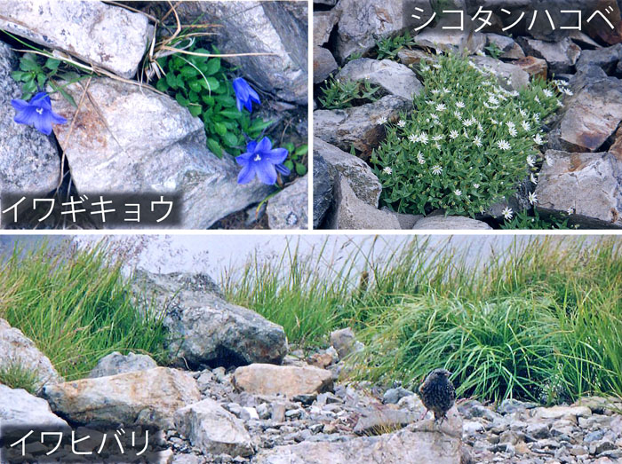 photo：山頂稜線で・イワギキョウ,シコタンハコベ,イワヒバリ・白馬岳
