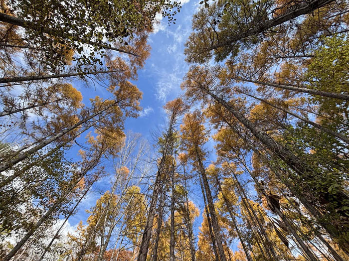 photo10カラマツの落ち葉が降ってくる