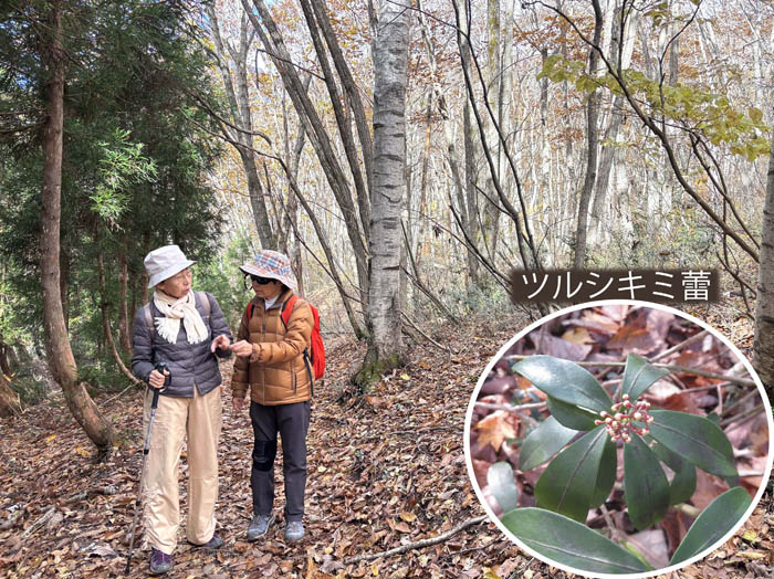 photo12森には不思議がいっぱい