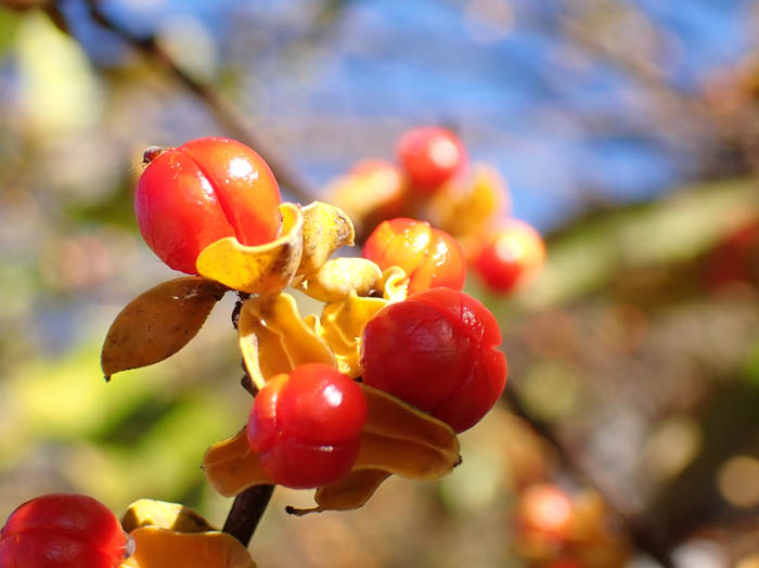photoツルウメモドキ実
