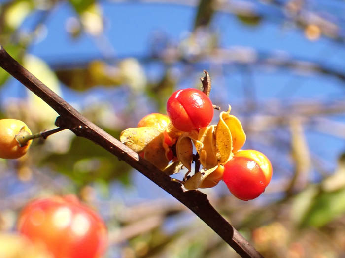 photoツルウメモドキ実