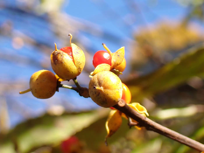 photoツルウメモドキ実