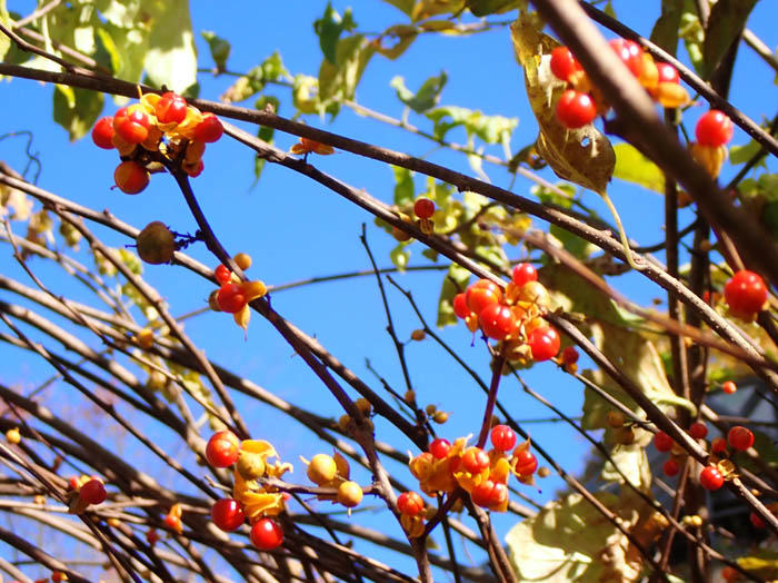 photoツルウメモドキ実