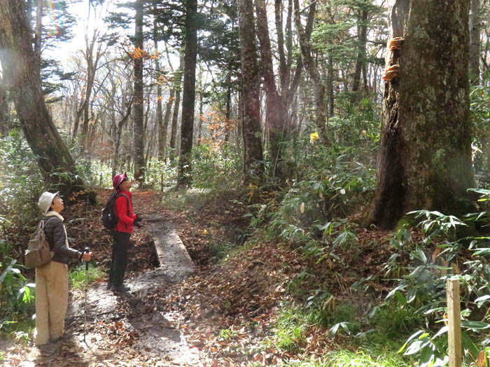 photo5大きなキノコを見上げる