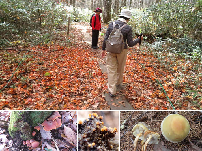 photo6落ち葉の道とキノコたち