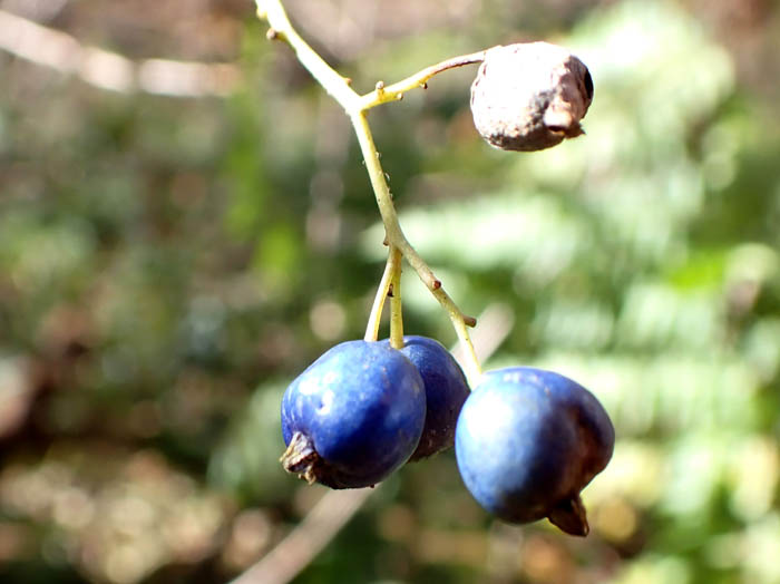 photoサワフタギ実