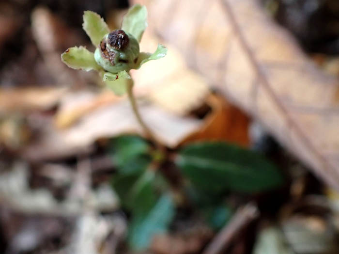 photo11ウメガサソウ実