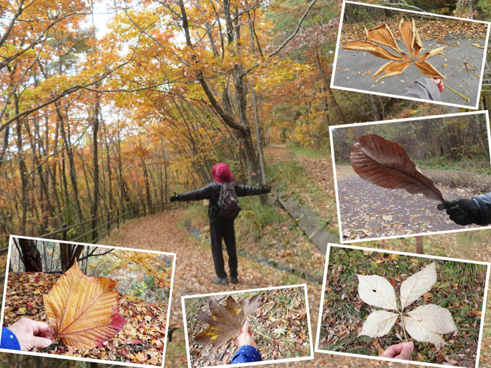 photo14色々な葉を楽しむ