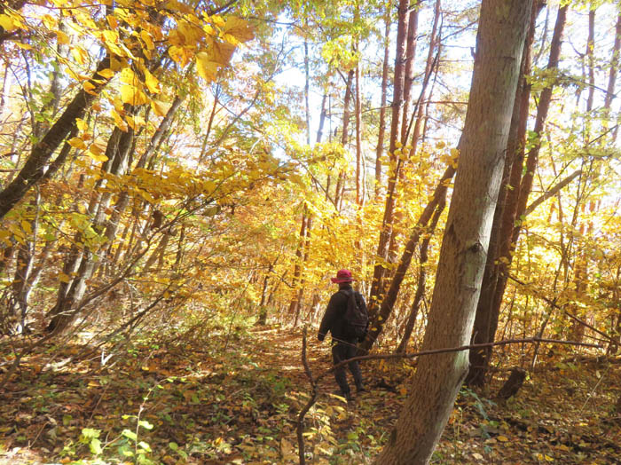 photo6黄色の中に入っていく1112