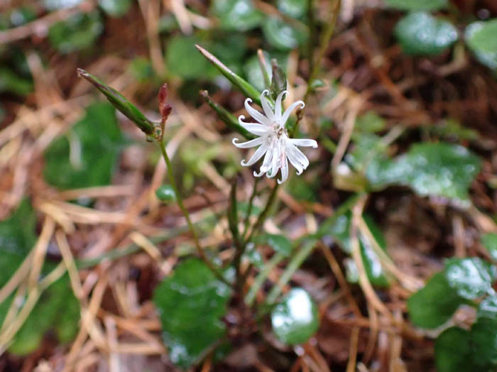 photo11花弁の先が風車のように丸まっている