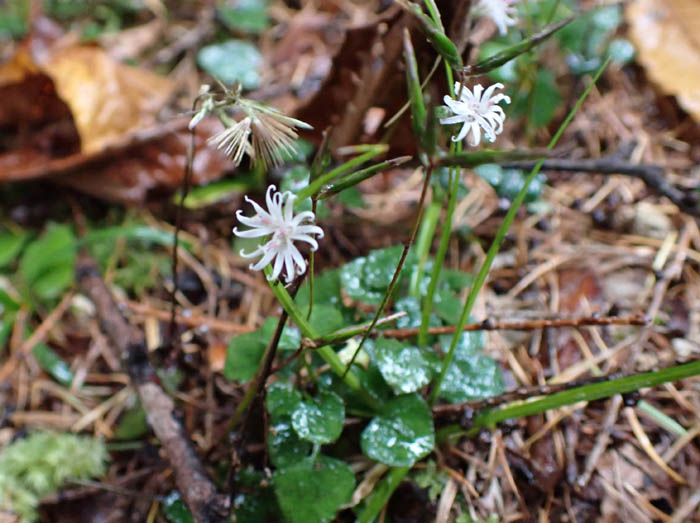 photo7キッコウハグマ