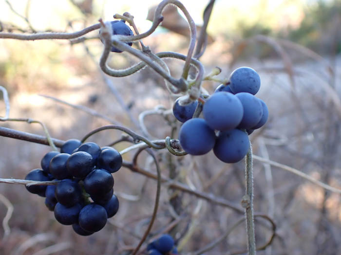 photoアオツヅラフジ