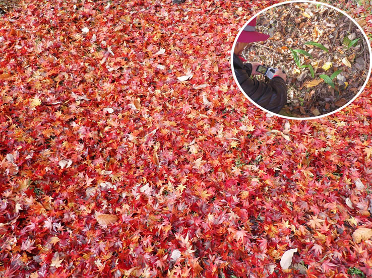 photo12落ち葉の道とサイハイラン