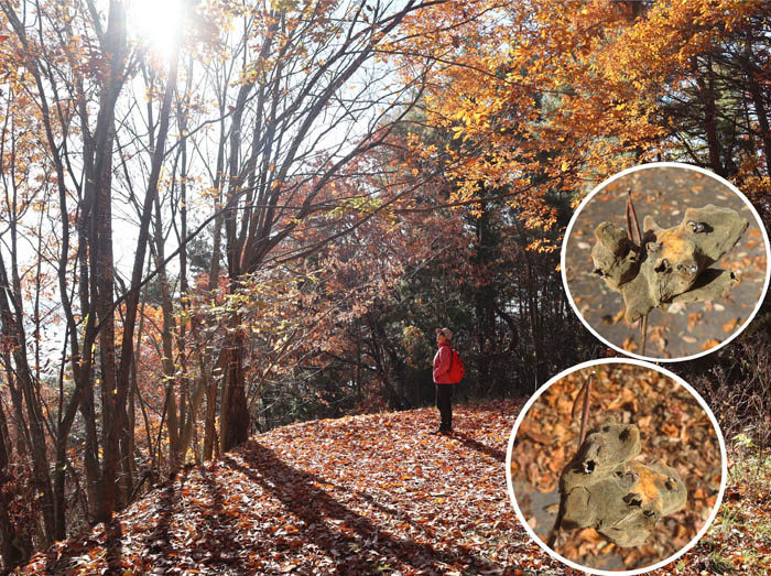 photo13虫瘤ヌルデノミミフシ?