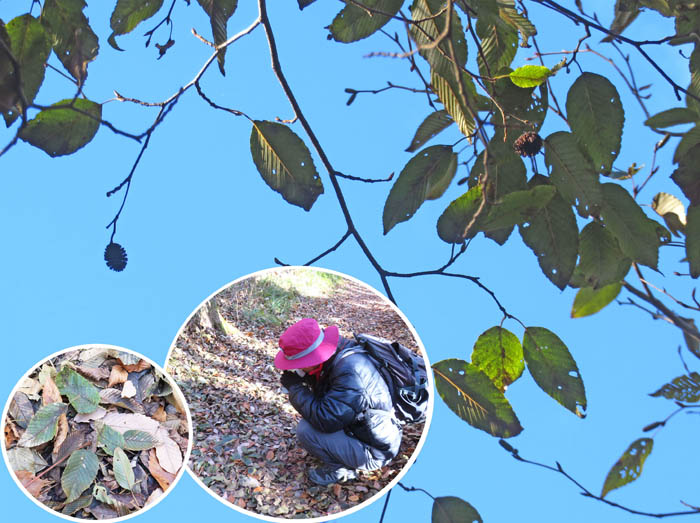 photo14緑のまま落葉するハンノキ