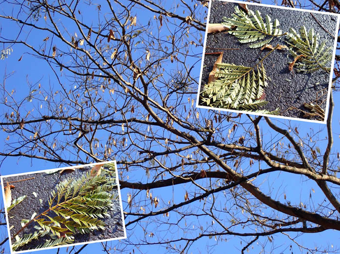 photo15緑のまま落葉したネムノキ