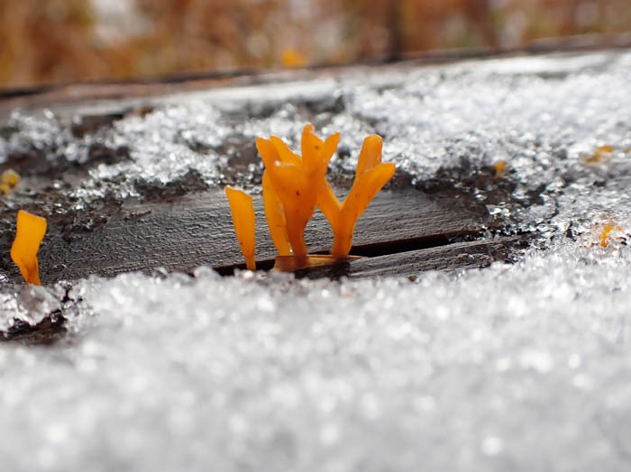 photo3雪とツノマタタケ