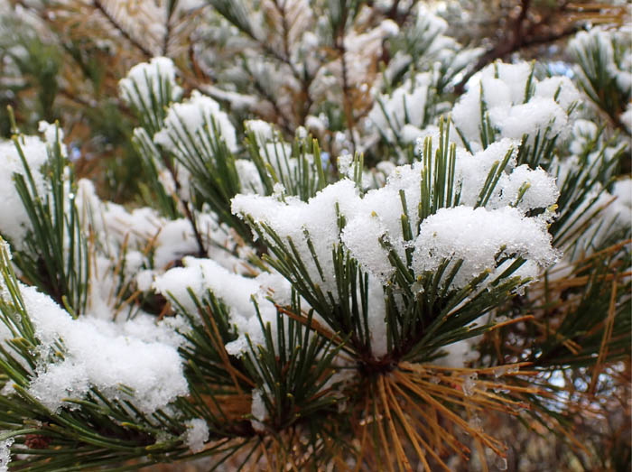 photo6松葉に残る初雪