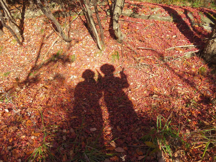 photo9晴れの日の落ち葉の上で