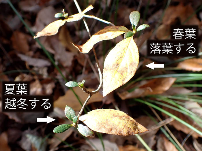 photo1ヤマツツジの葉