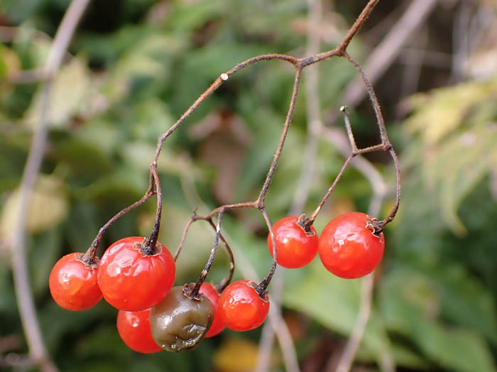 photoヒヨドリジョウゴ