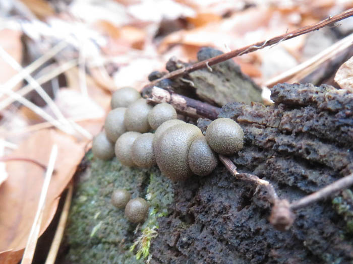 photo粘菌マメホコリ