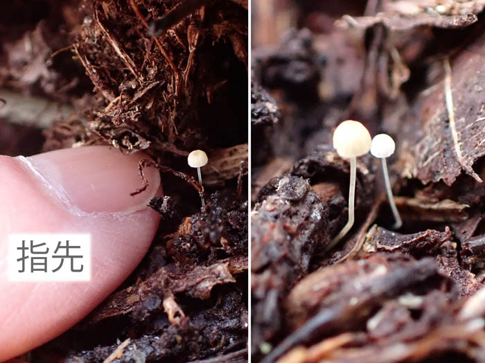 photo小さなキノコ