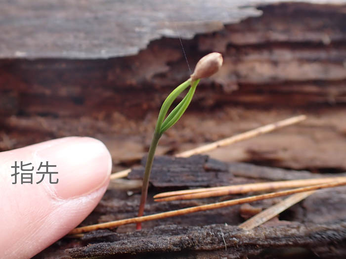 photo松の芽吹き