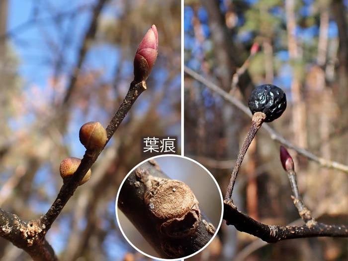 photoダンコウバイ