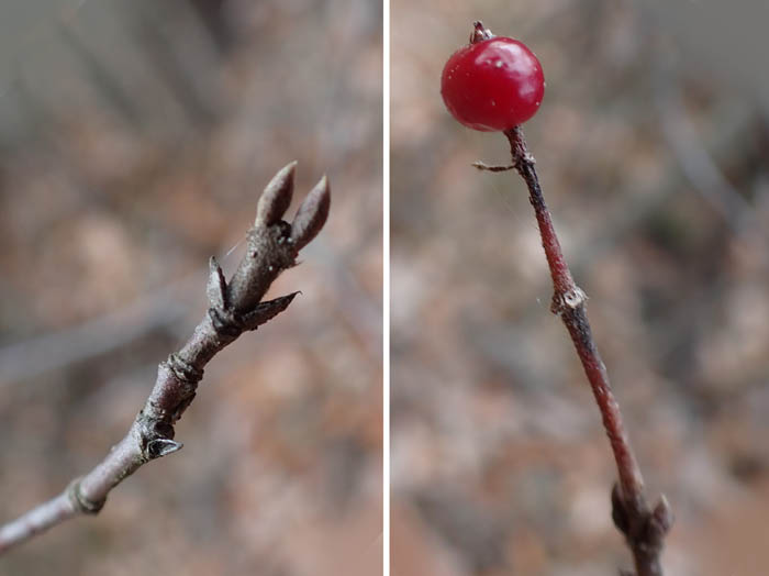 photoコバノガマズミ