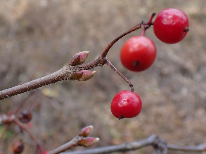 photoミヤマガマズミ