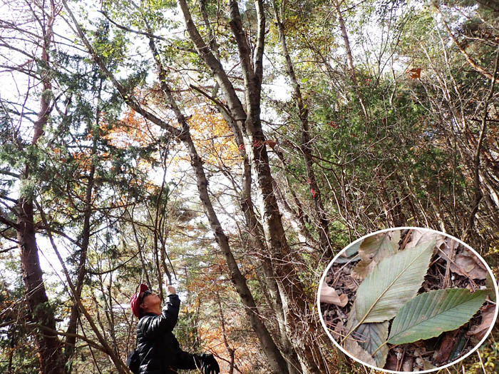 photo2緑のまま落葉するハンノキ