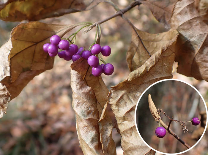 photoムラサキシキブ