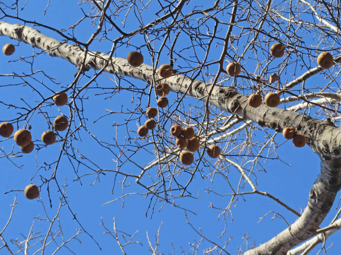 photo1ヤマナシの実がいっぱい1130