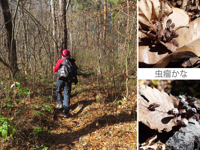 photo10森の中には発見がいっぱい