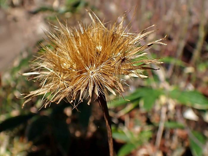 photoタムラソウ
