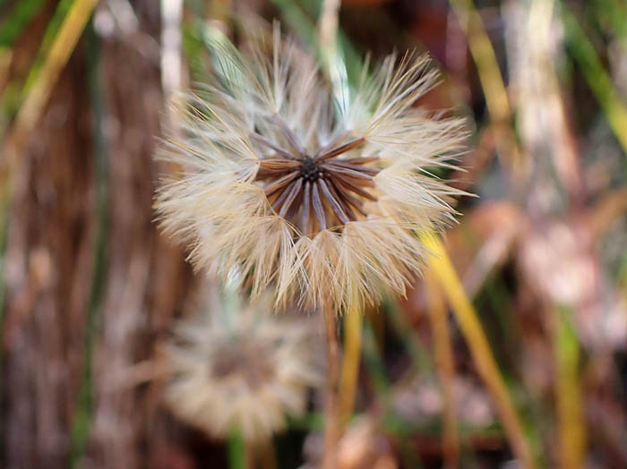 photoセンボンヤリ