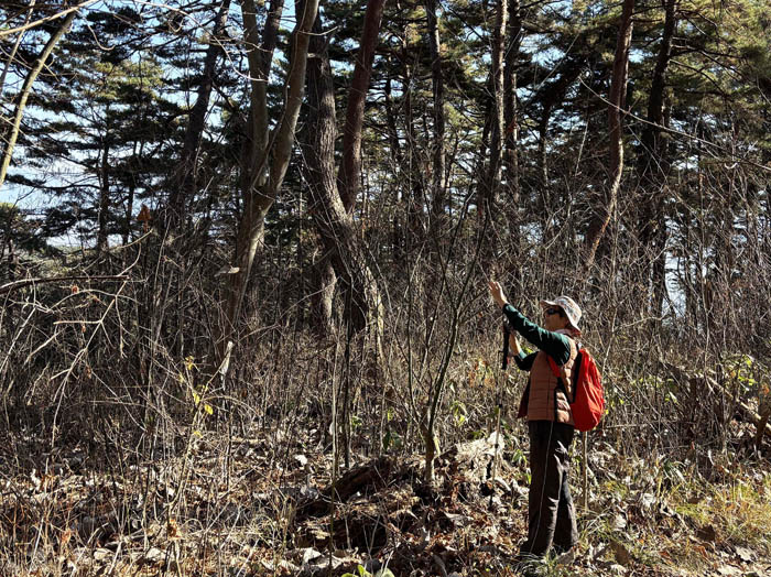 photo13冬芽の撮影