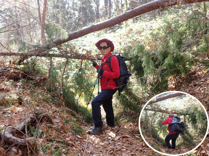 photo14倒木をくぐる